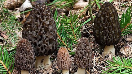 Hautes-Alpes : Préparez-vous, les morilles arrivent bientôt !