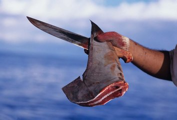 No Soup for You! The Horrors of Shark Finning