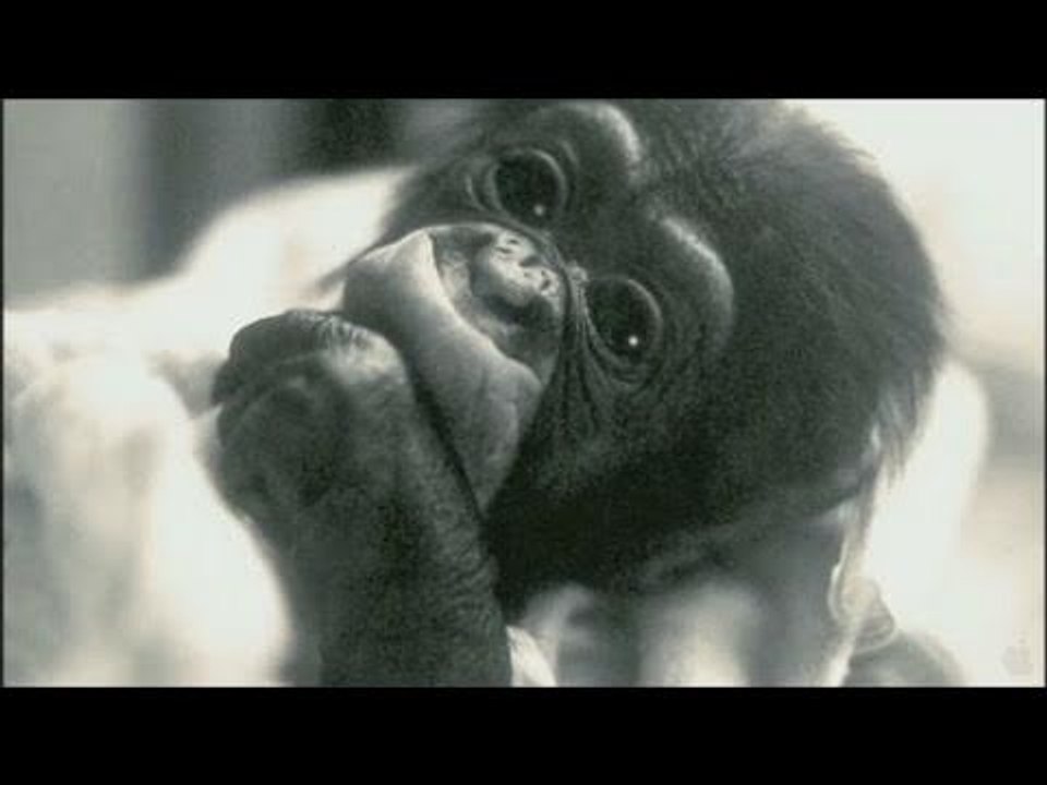 PROJECT NIM Bande Annonce