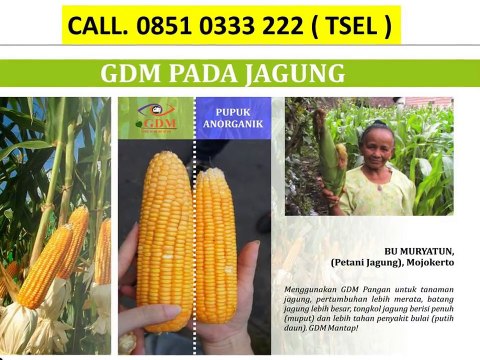 Pupuk Organik Cair Untuk Tanaman Padi - CALL 0851 0333 222 ( TSEL )