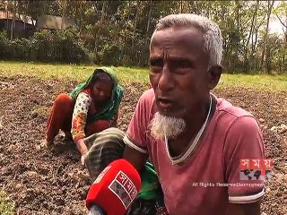 হঠাৎ বৃষ্টিপাতে চাঁদপুরে ক্ষতির মুখে আলু চাষিরা
