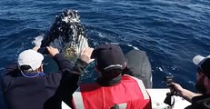 Humpback Whales Show Off for the Cameras for an Hour