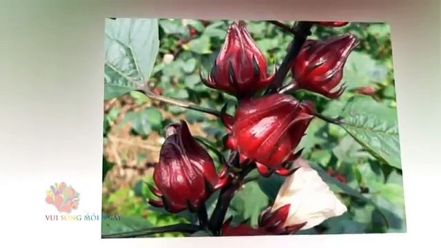 Livsin94.vn | Giải độc - Mát gan từ bông ATISO đỏ