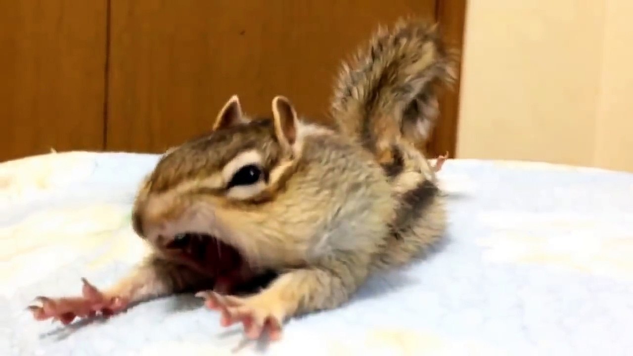 Ce tamia apprivoisé a une réaction hilarante lorsqu’il découvre des draps de lit frais... Ha ha ha !!