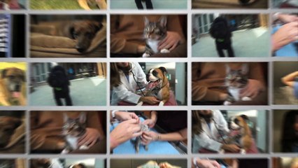 Administering Medications to Your Dog