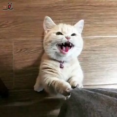 ご飯くれニャ〜