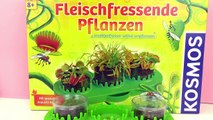 Growing flesh-eating plants - Venus Flytrap and Sundew Seeds - Demo