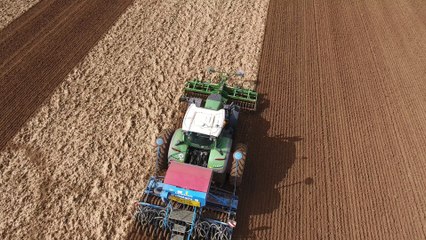 semis de pois de conserve