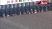 Course de petits chiens sur un hippodrome au lieu de chevaux !!