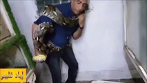 Ce gars essaie de capturer un serpent très agressif... Courageux!