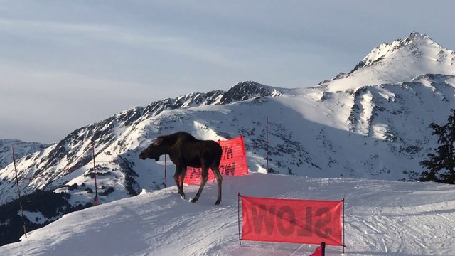 Ces skieurs tombent nez à nez avec un renne en pleine piste