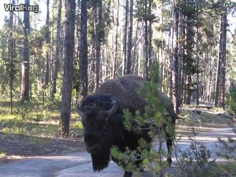 Quand un énorme bison passe à 2m de toi tu restes calme... Très calme!
