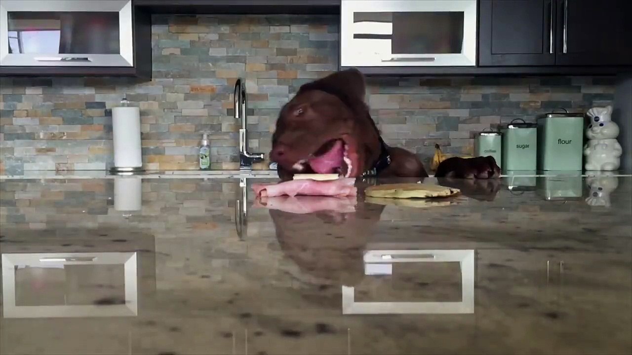 Ce chien affamé pret à tout pour attraper son repas