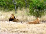 Lioness attempting to lure an uninterested male Lion to mate!