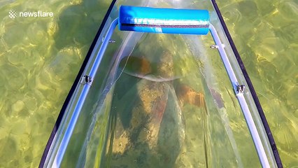 Really big sea turtle glides along under transparent canoe