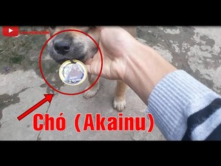 Làm dây chuyền Thẻ Onepiece Akainu cho con Chó