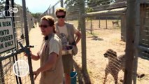 Gefährdete Geparden in Südafrika | Global 3000