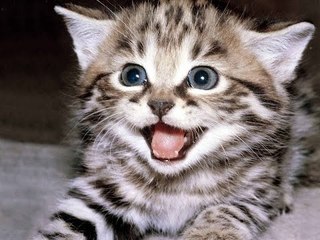 Mèo kêu meo meo mèo kêu dọa chuột tiếng mèo kêu đuổi chuột mèo kêu chuột sơ.