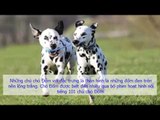 Tính cách và đặc điểm của giống chó Đốm (Dalmatian) Chó Đốm, đặc điểm và nuôi dạy giống chó Đốm