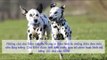 Tính cách và đặc điểm của giống chó Đốm (Dalmatian) Chó Đốm, đặc điểm và nuôi dạy giống chó Đốm