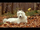 Những kinh nghiệm nuôi chó Husky  Cách chăm sóc chó Husky