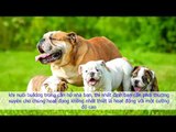 Thông Tin Chó Bulldog | Đặc điểm giống chó Bull thuần chủng