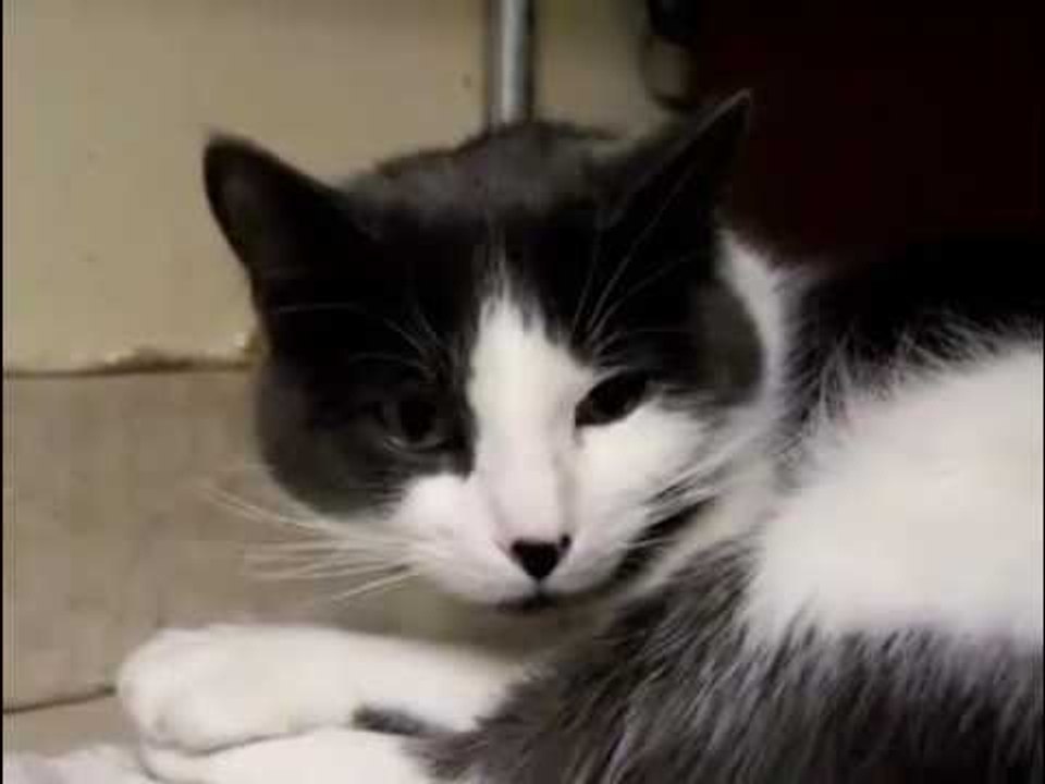 Mèo Kêu Dọa Chuột Con Mèo Kêu Kinh Dị Mèo Kêu đuổi chuột chạy Toán Loạn.