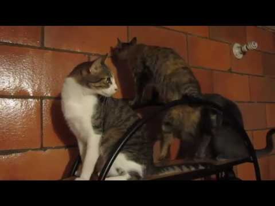 Mèo Kêu Meo Meo Đàn Mèo Kêu Bắt Chuột Hung Dữ Chuột Nào Cũng Sợ