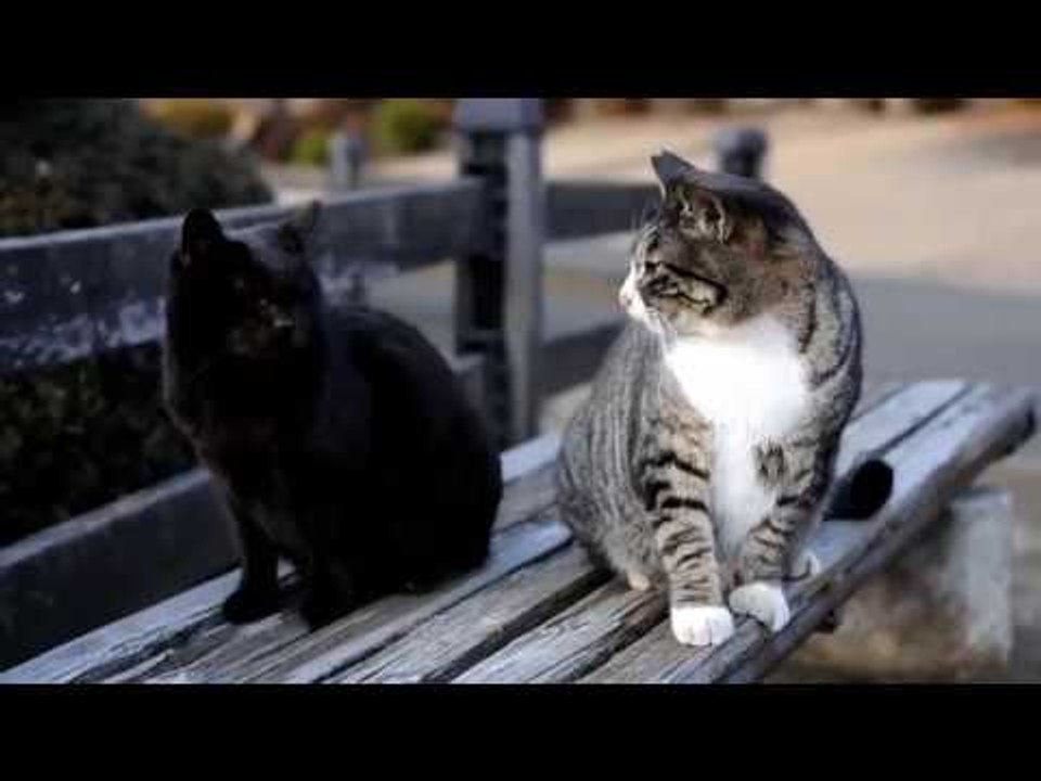 Mèo Kêu Gọi Bạn Meo Meo Dễ Thương Lắm Tiếng Mèo Kêu Meo Meo - Video  Dailymotion