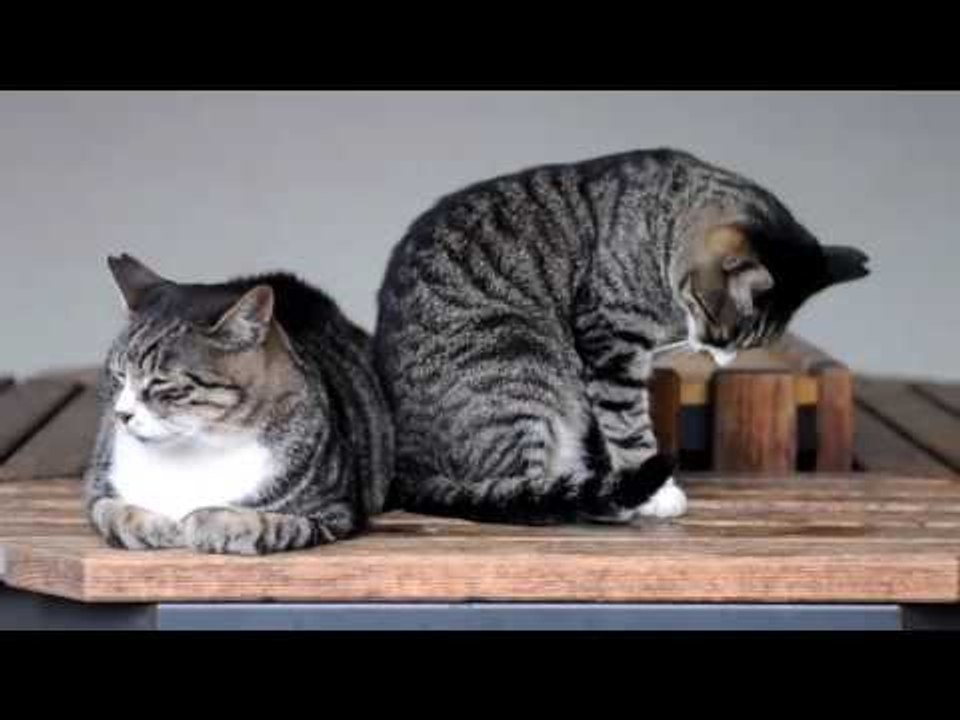 Mèo Kêu Đuổi Chuột - Tiếng Mèo kêu Gầm Gừ Bắt Chuột.