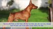 Thông Tin Giống Chó Phốc Hươu (Chó Fox) | Cách Nuôi Chó Phốc