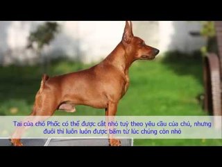 Thông Tin Giống Chó Phốc Hươu (Chó Fox) | Cách Nuôi Chó Phốc