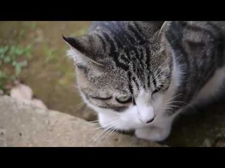 Tiếng mèo kêu Gọi Bạn Trong Đêm Rùng Rợn Từng Hồi