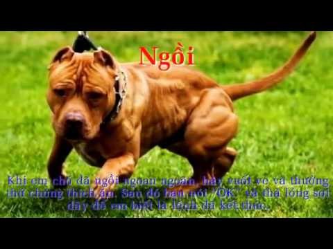 Chó 'sát thủ' PitBull được huấn luyện khủng khiếp như thế nào để nghe lời chủ ?