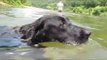 Chó Bơi Lội Dưới Nước Hài Hước Vui Nhộn Chó Tắm Hồ Bơi.