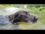 Chó Bơi Lội Dưới Nước Hài Hước Vui Nhộn Chó Tắm Hồ Bơi.