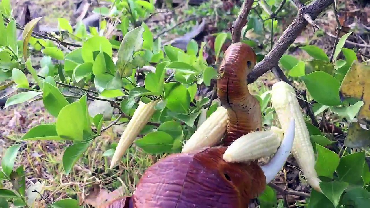 DINOSAURS cooking with friend - Dinosaur toys for kids - Toy for kids