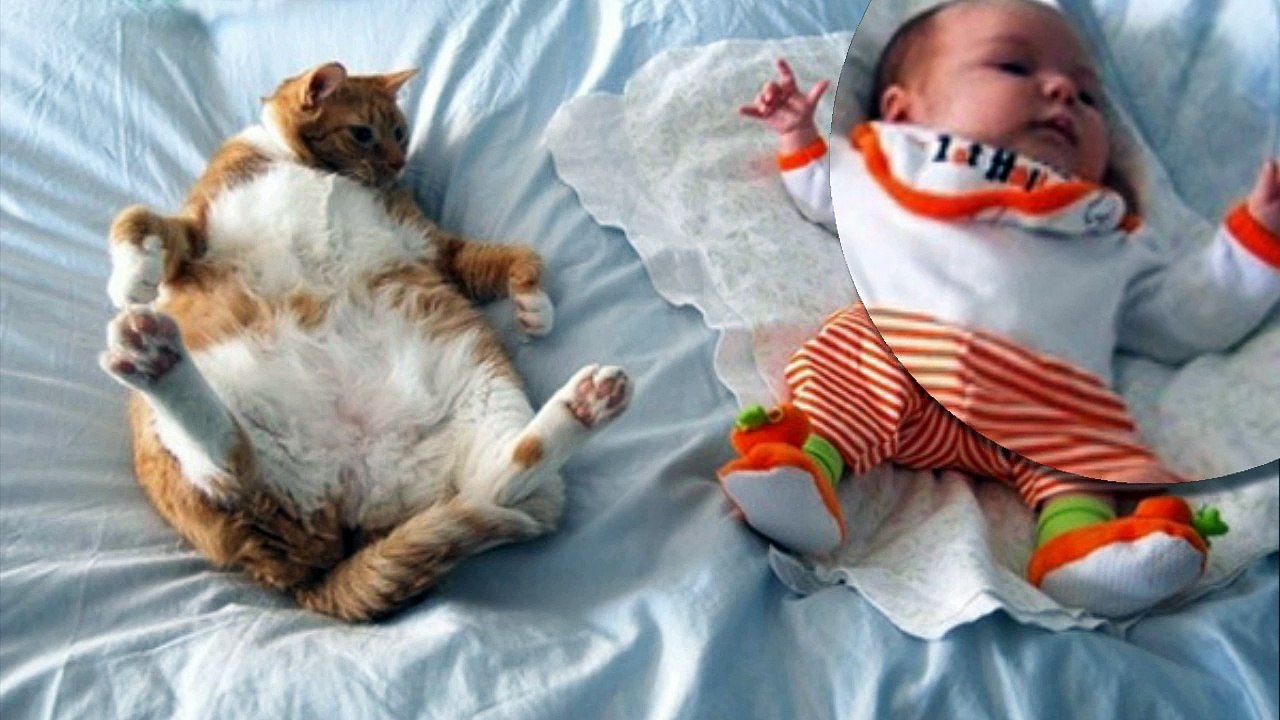 Relax with Cats and smooth Piano