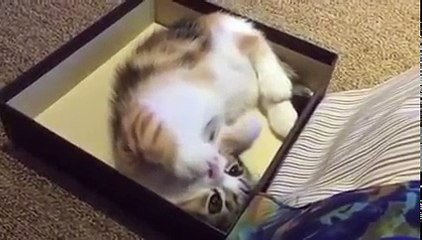 Gatito comienza a succionar sus dedos como si fueran un chupete, pero entonces... ¡El resultado es DEMASIADO tierno!