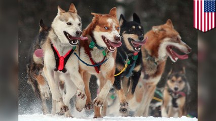 Sled dog overheats to death in transit during grueling Iditarod race