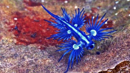 【不思議な生き物】海の生き物ブルードラゴン真偽の徹底検証シリーズ、リスナー最多リクエストに応える（日本語字幕）