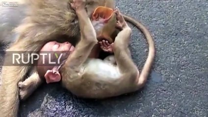 Ce bébé singe pleure sur le corps de sa mère décédée après avoir été renversée par une voiture