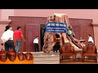'Gỗ Sưa' Quý Cỡ Nào? Và những tiết lộ Động Trời của thương lái Trung Quốc về Gỗ Sưa