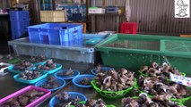 Japanese Street Food at Fishing Port- Tempura, Octopus, Grilled Eel