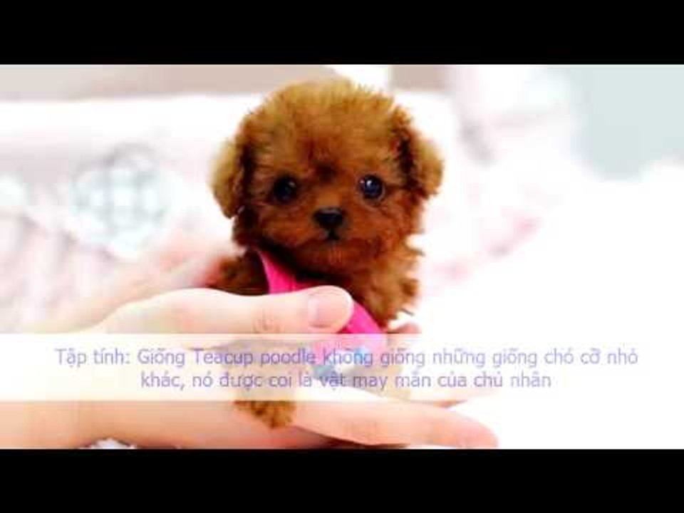 Chó Teacup Pomeranian Giống chó Poodle nào đang được ưa chuộng nhất hiện nay