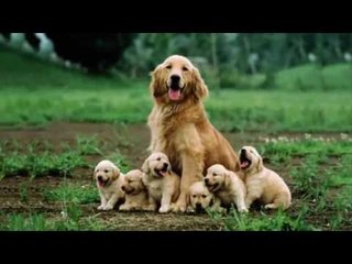 Những lưu ý cần biết chăm sóc chó mẹ sau khi đẻ