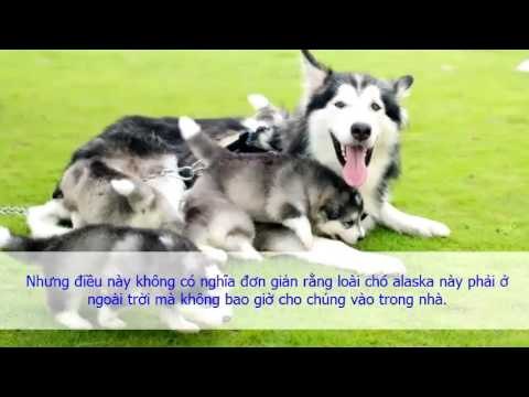 Giới Thiệu giống chó Alaska Kênh Chó Mèo Giống Chó Alaska Thuần Chủng