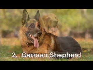 Dog barking sound loud | Top 5 Dog barking sound good