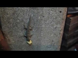 Tiếng Tắc kè Kêu Vui Nhộn | Âm Thanh Tiếng Tắc kè Kêu Trong Đêm.