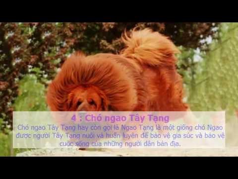 Tổng Hợp những loài chó thông minh và nguy hiểm nhất thế giới